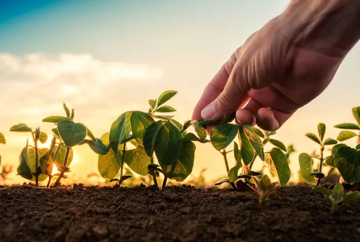 Produtores de Soja Iniciam Semeadura com Alerta sobre La Niña e Controle de Pragas
