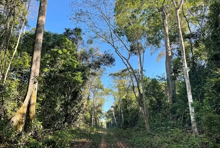 Secas Prolongam Recuperação dos Estoques de Madeira em Florestas Manejadas