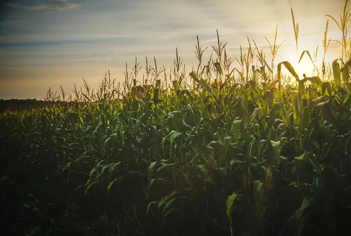 Eficiência e Alta Produtividade: A Resposta dos Produtores às Oscilações Climáticas