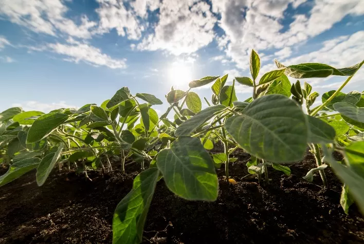 Brasil Trata 17 Milhões de Hectares de Soja contra Nematoides