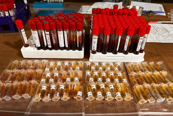 Goiás Avança na Certificação de Propriedades Livres de Brucelose e Tuberculose
