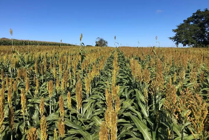 Sipcam Nichino Apresenta Novas Soluções para Milho e Sorgo no Congresso Nacional em Palmas