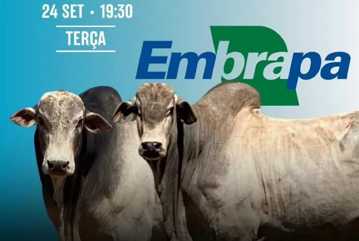 Embrapa Cerrados Anuncia 9º Leilão Online de Bovinos Nelore BRGN
