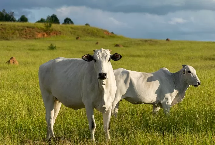 Agropecuária Brasileira Se Destaca Globalmente em Sustentabilidade