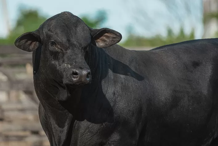 Expo Chapecó: Inscrições Abertas para Animais Brangus