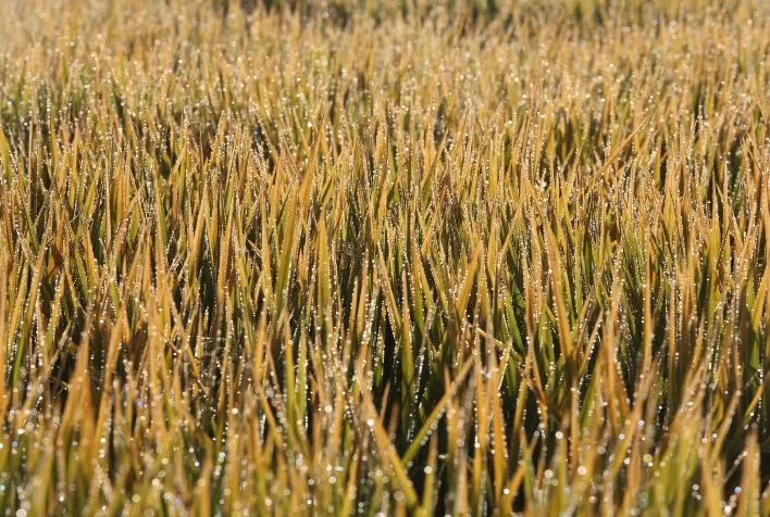 Arrozeiros Intensificam Estratégias para Manutenção do Mercado Interno de Arroz