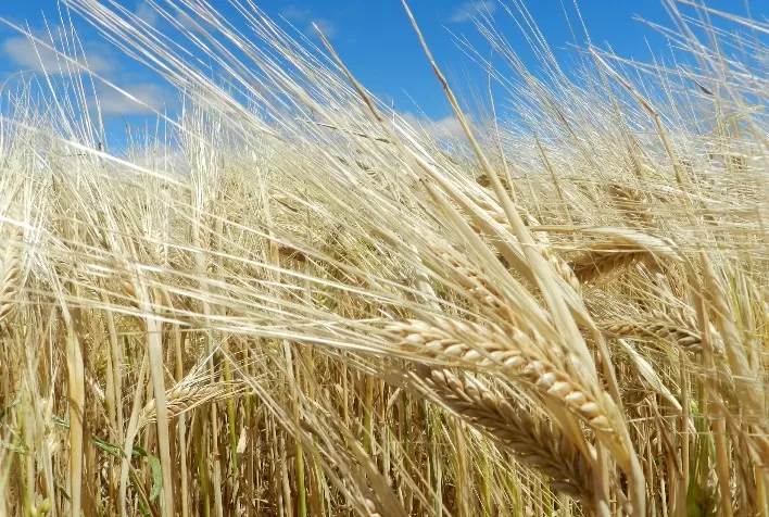 Desenvolvimento da Cevada no Rio Grande do Sul Atinge Patamares Promissores