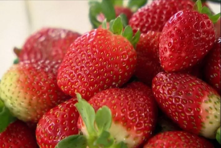 Produção de Morango no Rio Grande do Sul: Variação de Preços e Impactos Climáticos