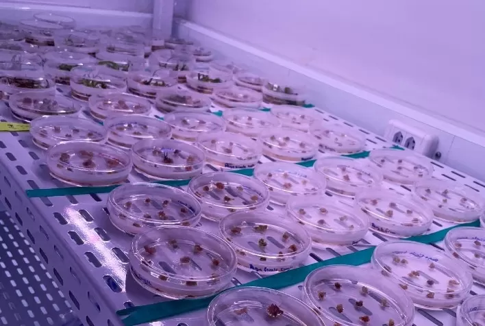 WIN Celebra Um Ano de Inovação e Avanços na Biotecnologia