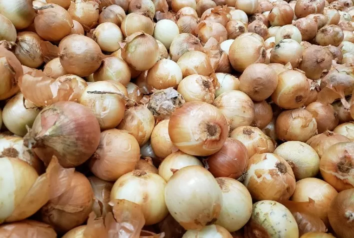 Desafios da NR 31 na Produção de Cebola: Debate no Programa Trabalho Sustentável em Ituporanga