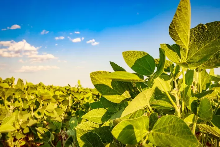 Biofungicidas Multissítios: Eficácia e Custo-Benefício em Alta