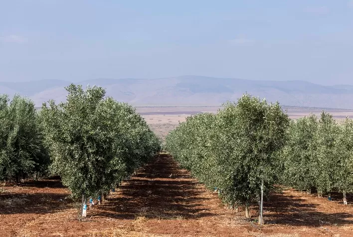 Rivulis Lança Programa de Capacitação para Agricultura Sustentável no Brasil