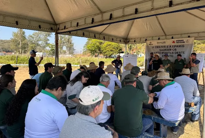 Capacitação de técnicos da Emater-MG em ensilagem de trigo reforça alternativas para alimentação de bovinos