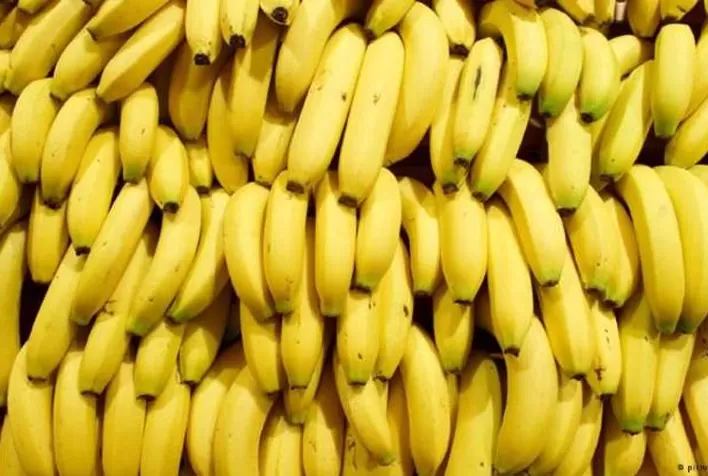 Banana Nanica registra valorização em Bom Jesus da Lapa