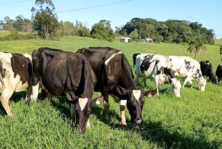 Produtores de Leite Dilema Entre Colher Pastagem e Antecipar Plantio de Milho