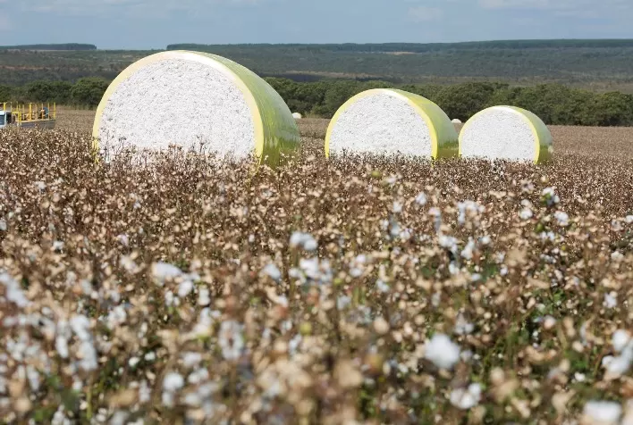 Lentidão nos Negócios de Algodão no Brasil Reflete Desafios na Qualidade e Preços
