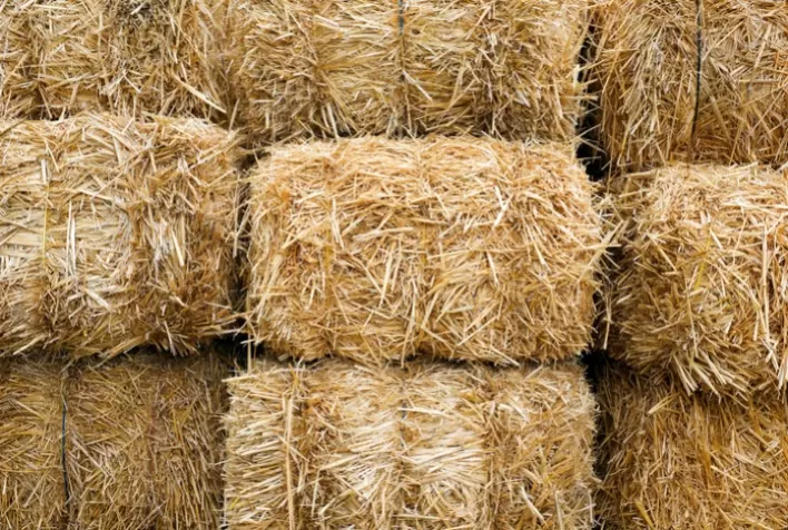 Brasil Amplia Exportações: Canadá Acolhe Feno e Fibra de Coco