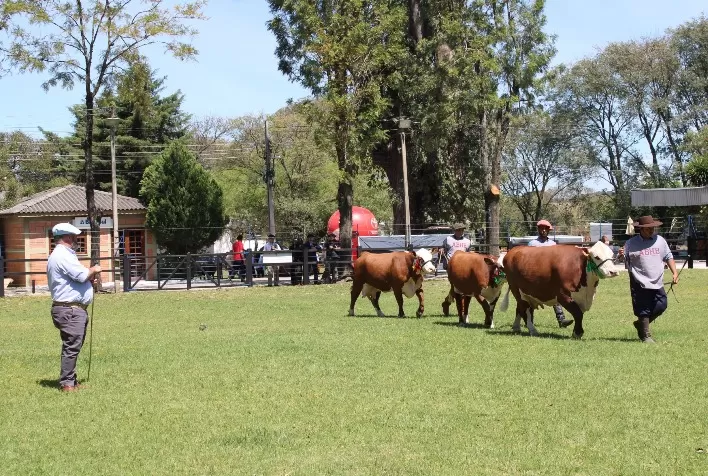 Feiras de Primavera das Raças Hereford e Braford: Um Novo Capítulo no Agronegócio