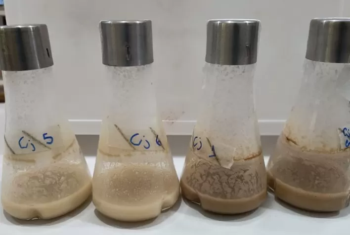 Pesquisa Facilita Produção de Biopesticida com Uso Sustentável de Subprodutos