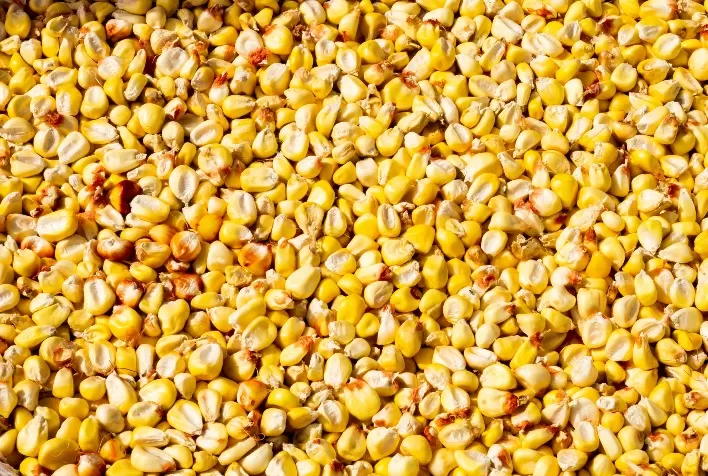 Fatores que Podem Transformar o Mercado de Milho na Safra 2024/25