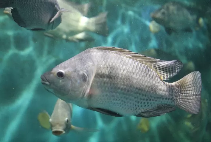 Centro de Inteligência e Mercado em Aquicultura comemora cinco anos de atuação