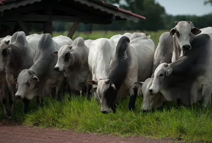 Brasil registra novo recorde no rebanho bovino, que cresce 12,7% em relação à população