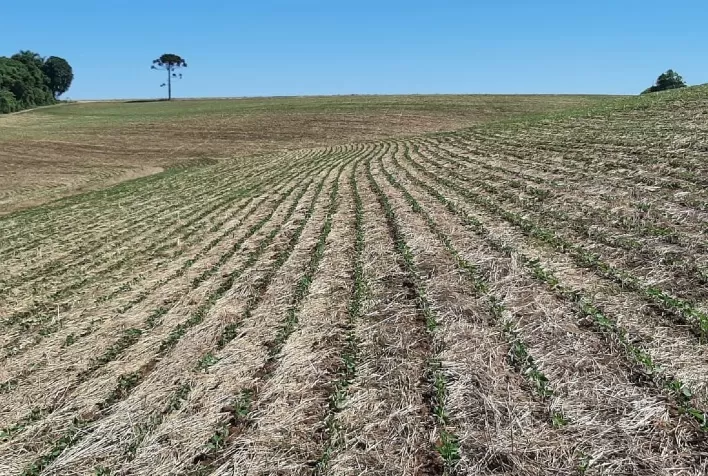 Plantio da soja inicia em Mato Grosso: cuidado com a pressa e a desinformação