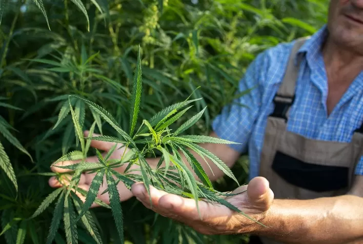 Cânhamo: Uma Revolução Sustentável para o Agronegócio Brasileiro