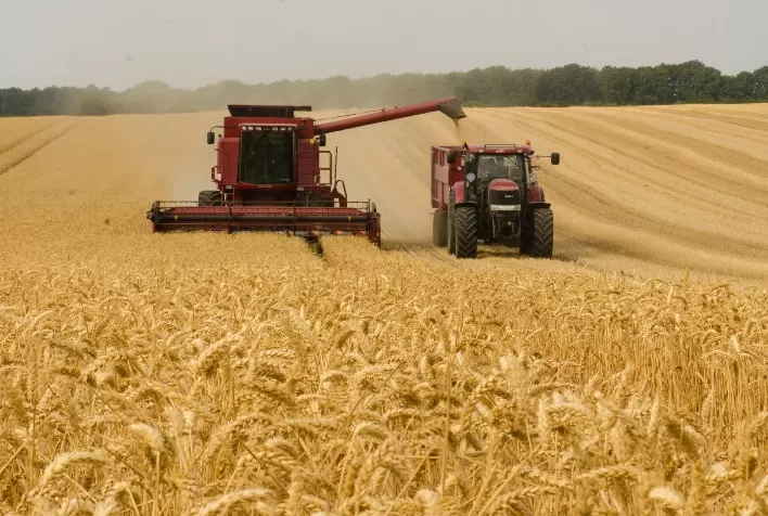 Mercado de Trigo no Brasil se Mantém Cauteloso com Negociações Pontuais