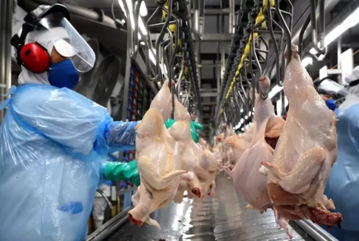 Desempenho do Frango Abatido na 38ª Semana de 2024: Estabilidade Predomina