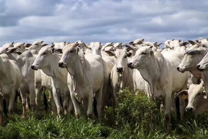 Cepea Inova com Nova Versão do Aplicativo "Boi Cepea" para Pecuaristas