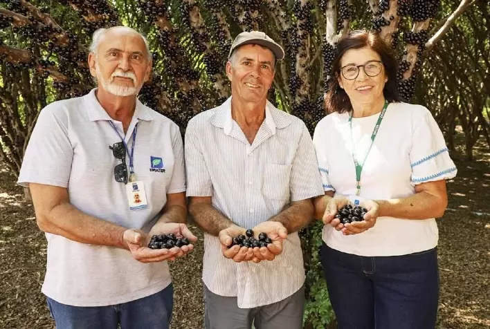 Tecnologia impulsiona produção de jabuticaba em propriedade de Hidrolândia