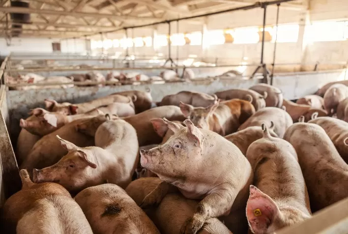 Preços do suíno vivo e da carne suína mantêm estabilidade em setembro