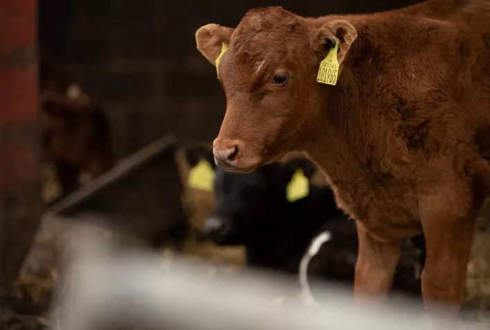 Tristeza Parasitária Bovina: Um Desafio à Pecuária Nacional
