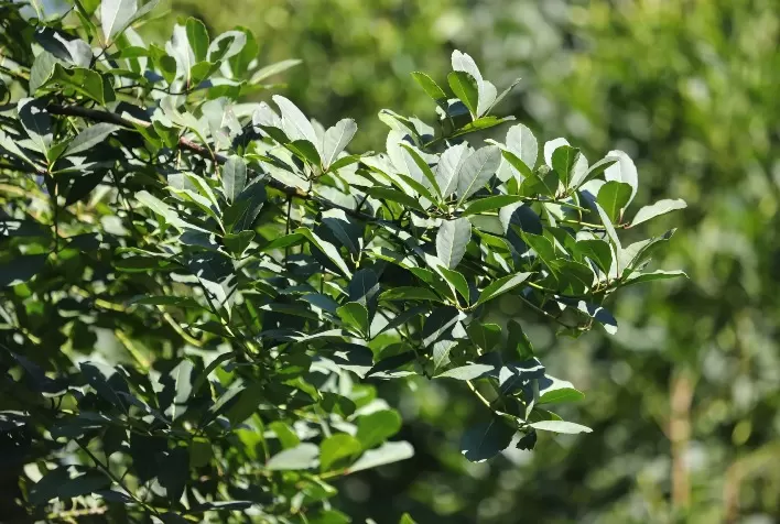 Paraná se destaca na produção florestal nacional, com ênfase na erva-mate
