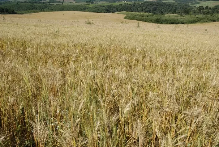 Egito projeta aumento na produção de trigo para 2024-2025