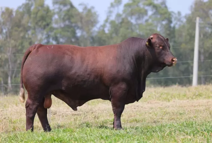 Pecuária de Alto Desempenho: Fazenda União do Brasil registra ganhos significativos na desmama