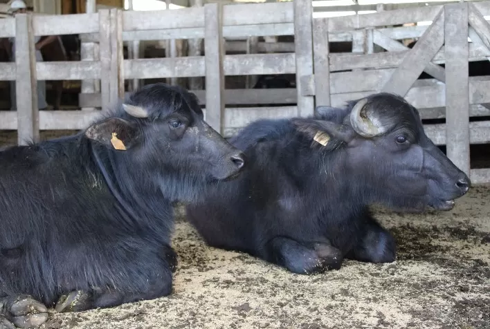 O Crescimento do Interesse pela Carne de Búfalo no Rio Grande do Sul