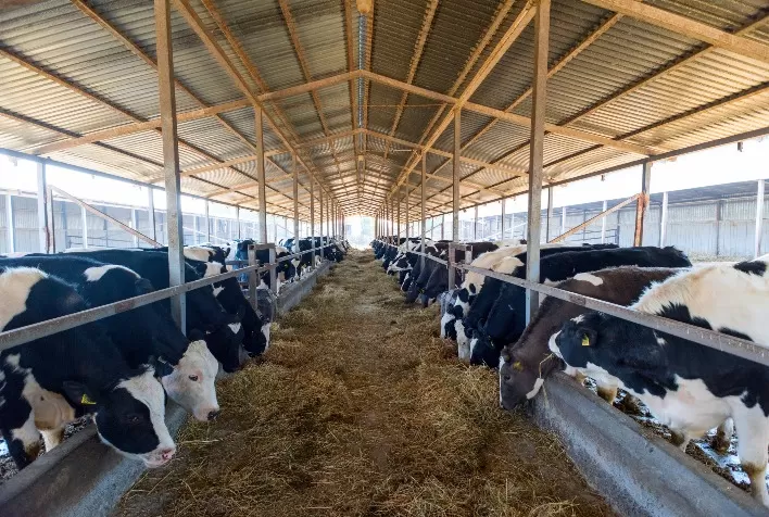 Oeste Catarinense se Consolida como a Segunda Maior Região Produtora de Leite do Brasil