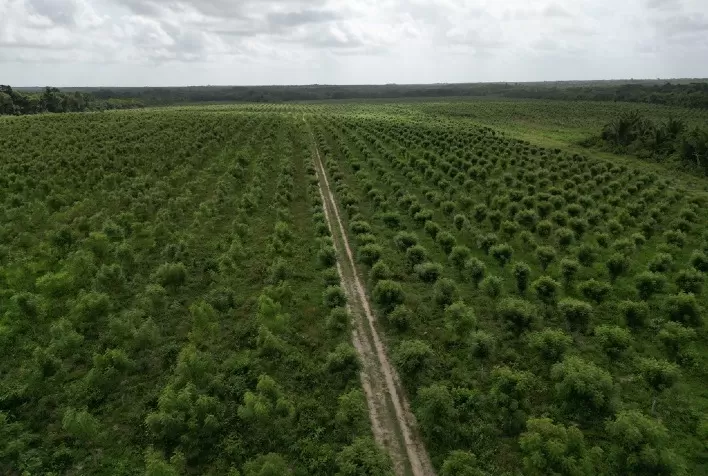 Openeem Registra Crescimento de 90% nas Vendas de Botanicidas e Aumenta Adoção pelos Agricultores