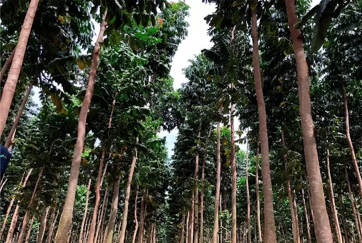 Investimento em Florestas: Alternativa Promissora para Planejar a Aposentadoria