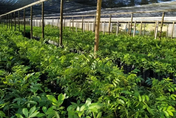 Crescimento da Produção de Noz-Pecã no Brasil é Impulsionado pela Demanda do Mercado Chinês