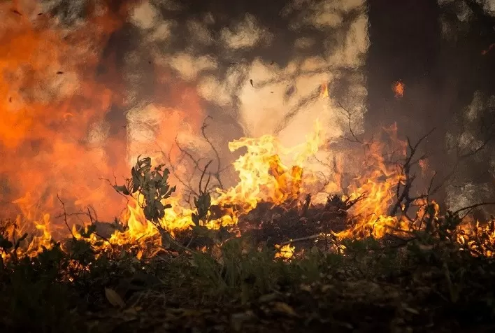 Incêndios florestais podem resultar em perda de 15% na safra de cana, com prejuízos superiores a R$ 2,5 bilhões