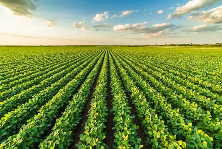 Mato Grosso: Projeções de Crescimento da Área de Soja para os Próximos 10 Anos