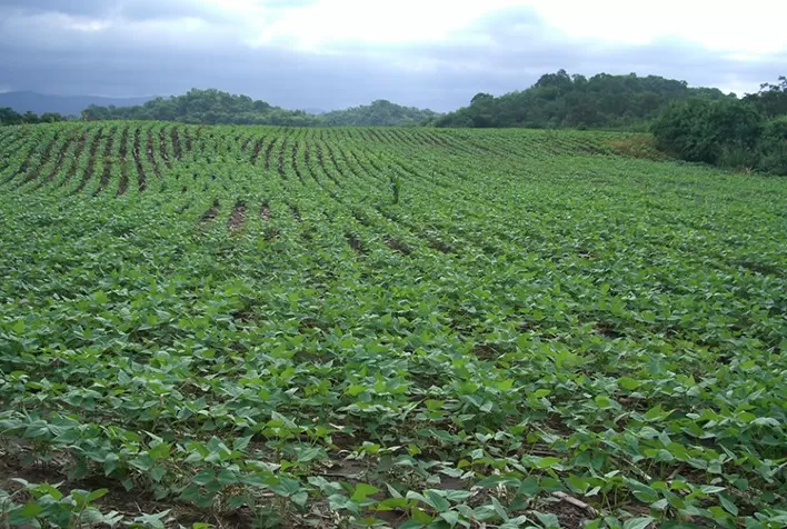 Aumento na Área Plantada de Feijão-Preto no Paraná