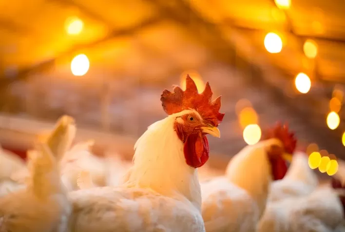 Cargill Expande seu Portfólio de Inovações com Galleon™ e Oferece Soluções para Produtores Avícolas