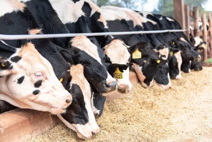 Desafios Nutricionais no Período de Transição das Vacas Leiteiras