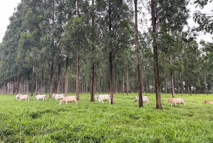 Uso da Área Basal de Troncos Potencializa Manejo de Sistemas Silvipastoris