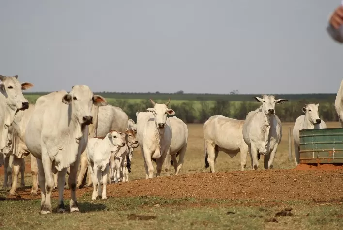 Circuito Cria: Revelando a Realidade da Produção de Bezerros no Brasil