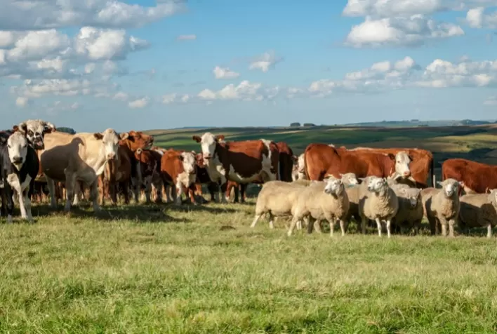 Exportação de Carne Bovina Impulsiona a Pecuária Brasileira